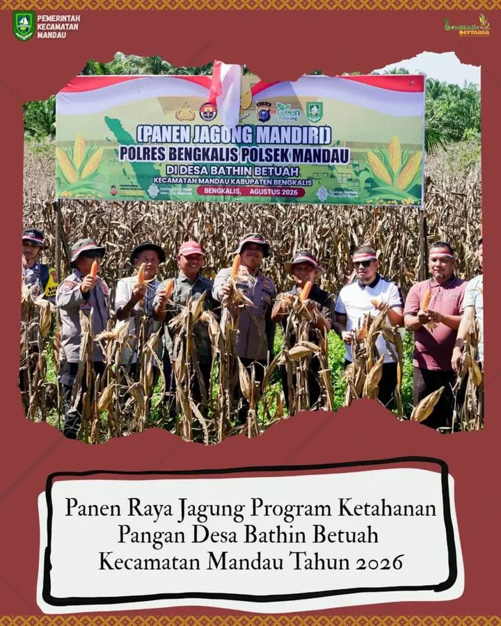 Panen Raya Jagung Program Ketahanan Pangan Desa Bathin Betuah Kecamatan Mandau Tahun 2026
